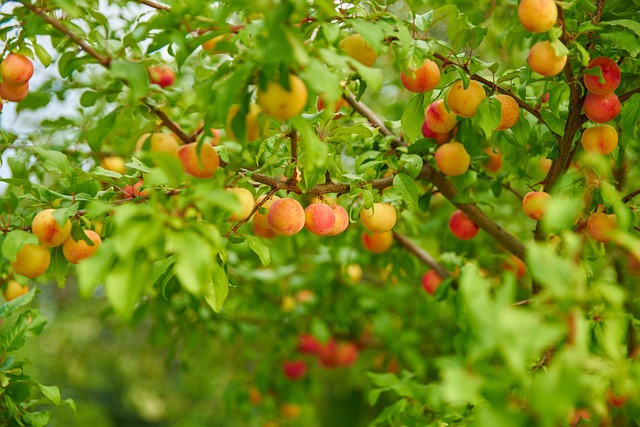 arbres-fruitiers