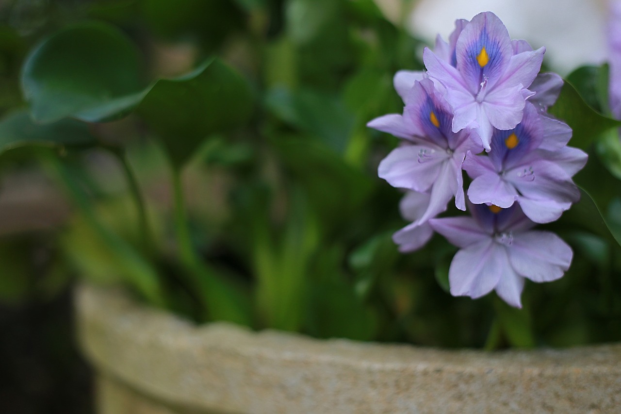 fleur-plante-pot-exterieur